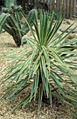 YUCCA ALOIFOLIA VARIEGATA,  DAGGER, PLANT, WHOLE