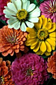 ZINNIA ELEGANS, MIXED,  ANNUAL