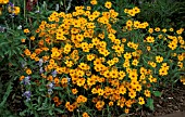 ZINNIA ELEGANS, ANGUSTIFOLIA ORANGE STAR,  ANNUAL, WHOLE, PLANT,  YELLOW, FLOWER