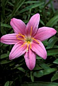 HABRANTHUS ROBUSTUS,  CLOSE UP, PINK, FLOWER