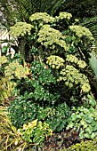 ANGELICA PACHYCARPA ,  GREEN, WHITE, FLOWER, WHOLE, PLANT