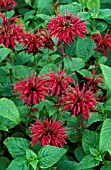 MONARDA DIDYMA,  MAHOGANY,   SWEET BERGAMOT FLOWERS AND FOLIAGE