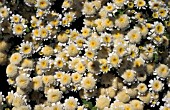 MATRICARIA WHITE STARSFEVERFEW