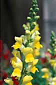 ANTIRRHINUM MAJUS CROWN YELLOW