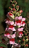 ANTIRRHINUM MAJUS CROWN LIGHT MAUVE