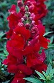 ANTIRRHINUM MAJUS TAHITI LILAC,  HALF HARDY, PERENNIAL, ANNUAL, RED, FLOWER, CLOSE UP, SUMMER