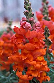 ANTIRRHINUM MAJUS SONNET BRONZE,  HALF HARDY, PERENNIAL, ANNUAL, ORANGE, FLOWER, CLOSE UP, SUMMER