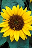 HELIANTHUS BIG SMILESUNFLOWER