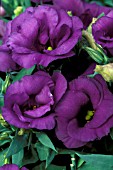 EUSTOMA (SYN.LISIANTUS) LIZZY BLUE