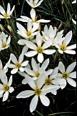 ZEPHYRANTHES CANDIDA,  CLOSE UP, WHITE, FLOWER