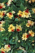 MIMULUS MYSTIC CREAM WITH SPOT