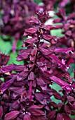 SALVIA SPLENDENS SALSA PURPLE