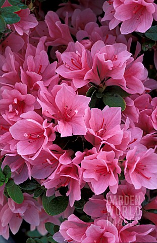 RHODODENDRON_CORAL_BELLS__PINK_FLOWERS_CLOSE_UP
