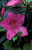 RHODODENDRON PURPLE FORMOSA,  PURPLE, FLOWERS, CLOSE UP