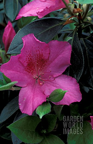 RHODODENDRON_PURPLE_FORMOSA__PURPLE_FLOWERS_CLOSE_UP