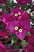 BOUGANVILLEA PURPLE QUEEN,  FLOWERS CLOSE UP