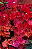 BOUGAINVILLEA MIXED