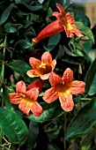 BIGNONIA TANGERINE BEAUTY,  CLOSE UP OF RED AND YELLOW TRUMPET FLOWERS.