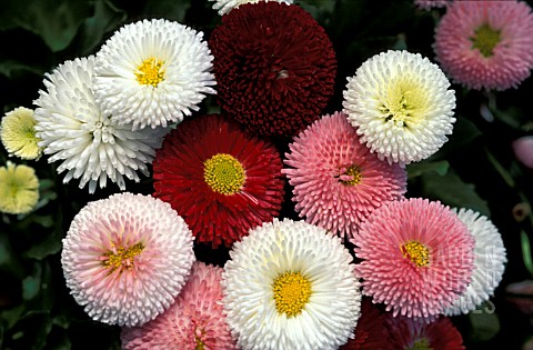 BELLIS_PERENNIS__ASSORTED_COLOURS__BUNCHED_GROUP