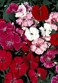 DIANTHUS TELSTAR MIX