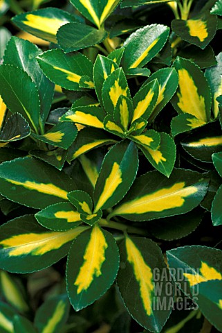 EUONYMUS_JAPONICA_GOLD_SPOT