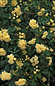 ROSA BANKSIA LUTEA RAMBLER,  DAMASK,  ROSE