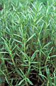 ROSEMARY,  ROSMARINUS, OFFICINALIS, CLOSE UP