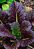 BRASSICA JUNCEA RED GIANT