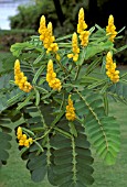 CASSIA ALATA CANDLE TREE