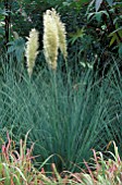 CORTADERIA SELLOANA PUMILA,  PAMPAS GRASS,  POACEAE