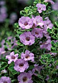 LEUCOPHYLLUM ZYGOPHYLLUM CIMARRON (TEXAS SAGE)