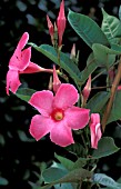 MANDEVILLA