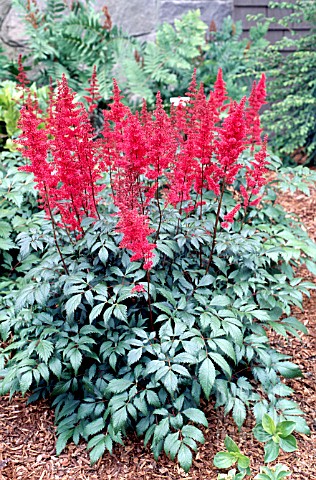 ASTILBE_X_ARENDSII_FANAL__AGM