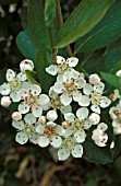 ARONIA MELANOCARPA,  WHITE, FLOWERS, CLOSE UP