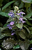 AJUGA REPTANS BRAUNHERZ,  EVERGREEN, PERENNIAL, CREEPER, BLUE, FLOWER, SPRING