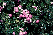 GAULTHERIA MUCRONATA (SYN. PERNETTYA),  BERRIES AND FOLIAGE