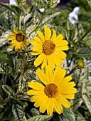 HELIOPSIS LORRAINE SUNSHINE