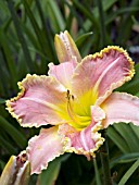 HEMEROCALLIS AFTERSHOCK