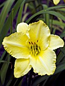 HEMEROCALLIS ATLANTA MOONLIGHT