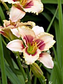 HEMEROCALLIS BELOVED DECEIVER