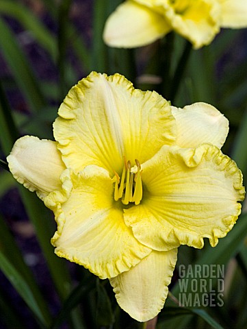 HEMEROCALLIS_BETTY_WARREN_WOODS