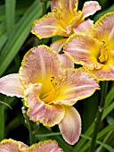 HEMEROCALLIS BREED APART