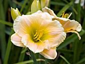 HEMEROCALLIS BROOKWOOD PINK FROST