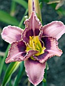 HEMEROCALLIS CATCHER IN THE EYE