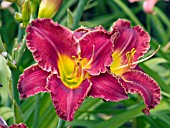 HEMEROCALLIS CHERRY SUNDAE