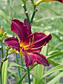 HEMEROCALLIS CHICAGO RUBY