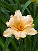 HEMEROCALLIS DANCE BALLERINA DANCE