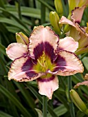 HEMEROCALLIS DARING DECEPTION