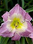 HEMEROCALLIS DEAD RINGER