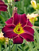 HEMEROCALLIS DEEP FIRE